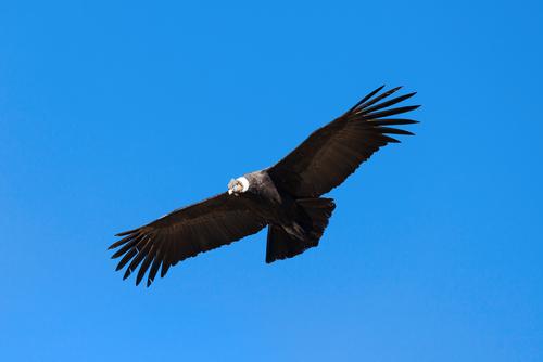 condor