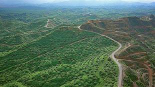 Aceh, cette forêt menacée