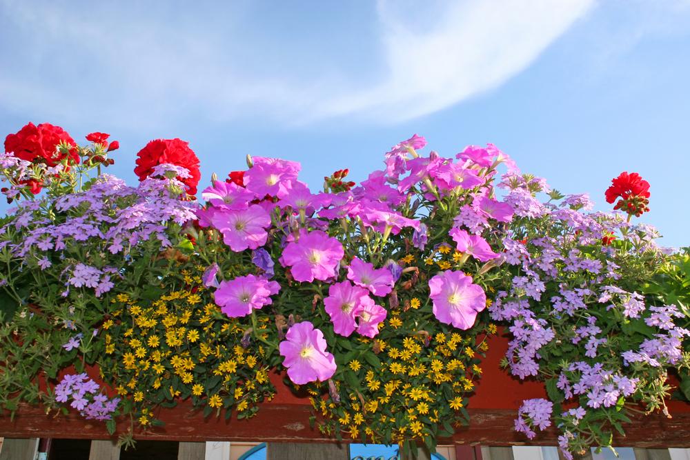 pipi dans les fleurs