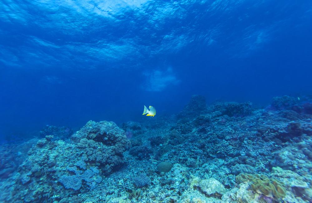 Barriere de corail