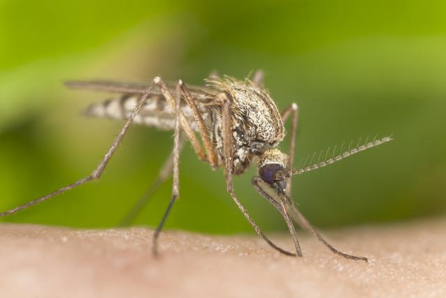 Éloigner les moustiques naturellement