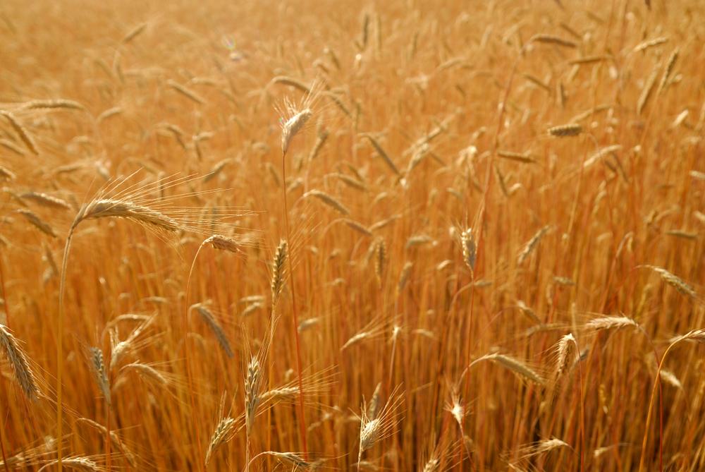 Champ de blé