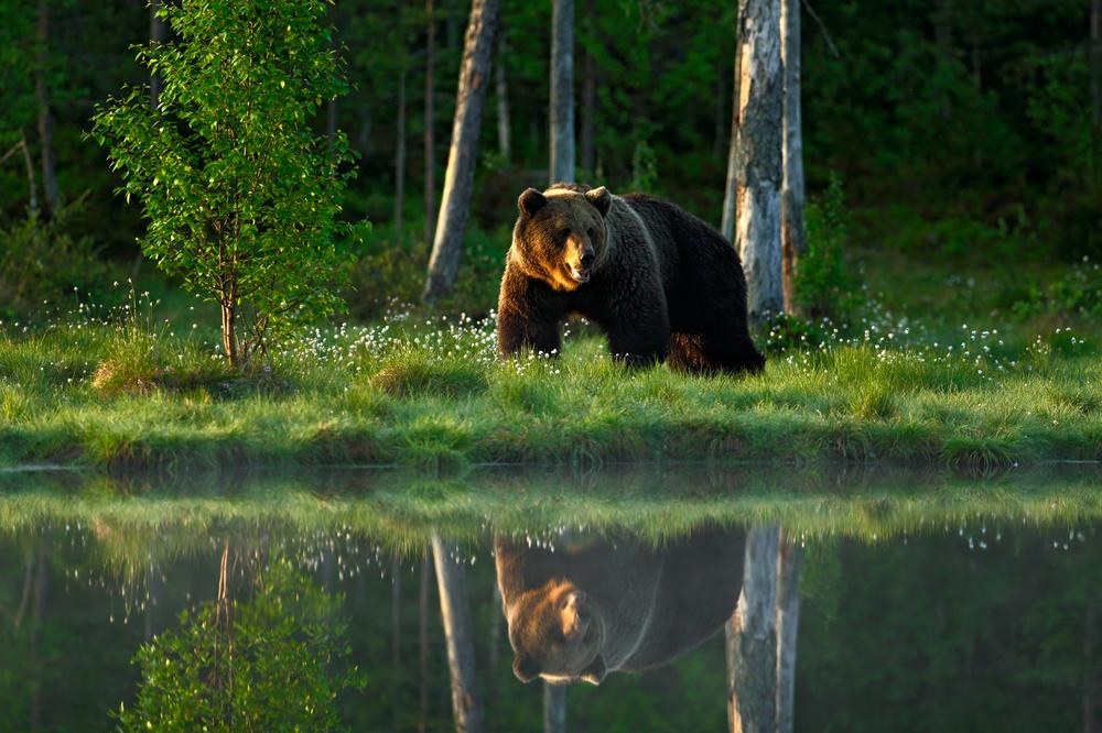 disparition forêt russe