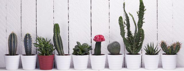 Comment entretenir ses cactus ?