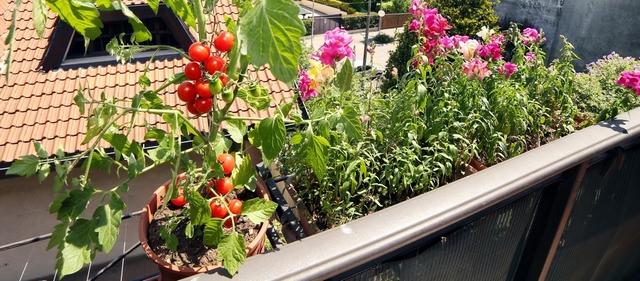 légumes balcon