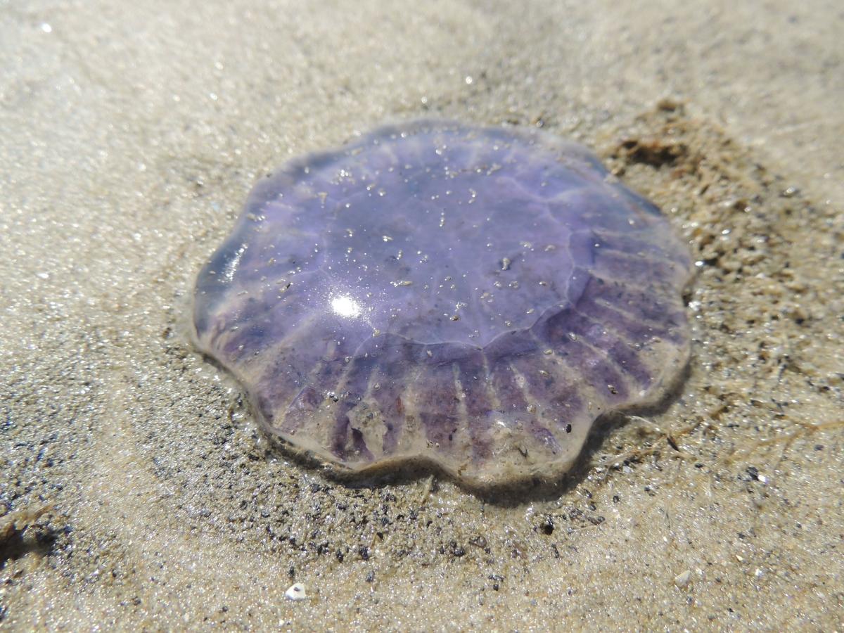 On retrouve généralement ces méduses sur les côtes des îles britanniques.