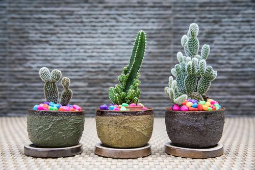 déco tendance cactus