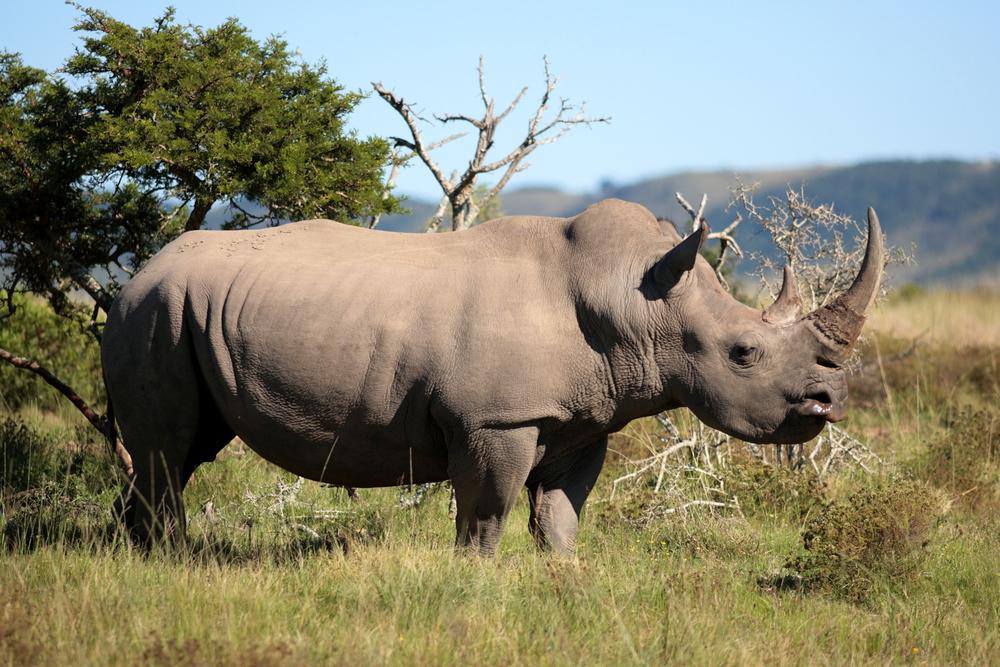 Le dernier rhinocéros blanc est-il vraiment mort ?