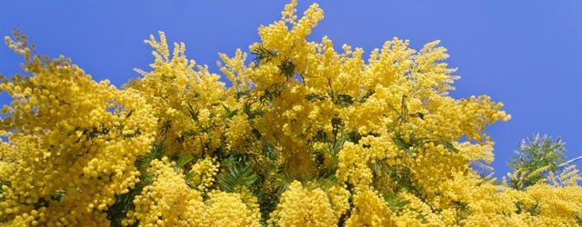 Quel temps pour la fête du mimosa de la Côte d'Azur ? 