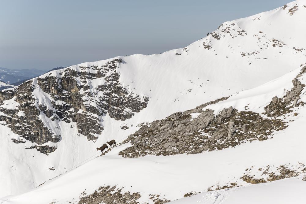 paysage de neige Alpes