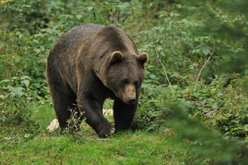 ours pyrénées