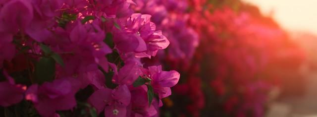 bougainvillier