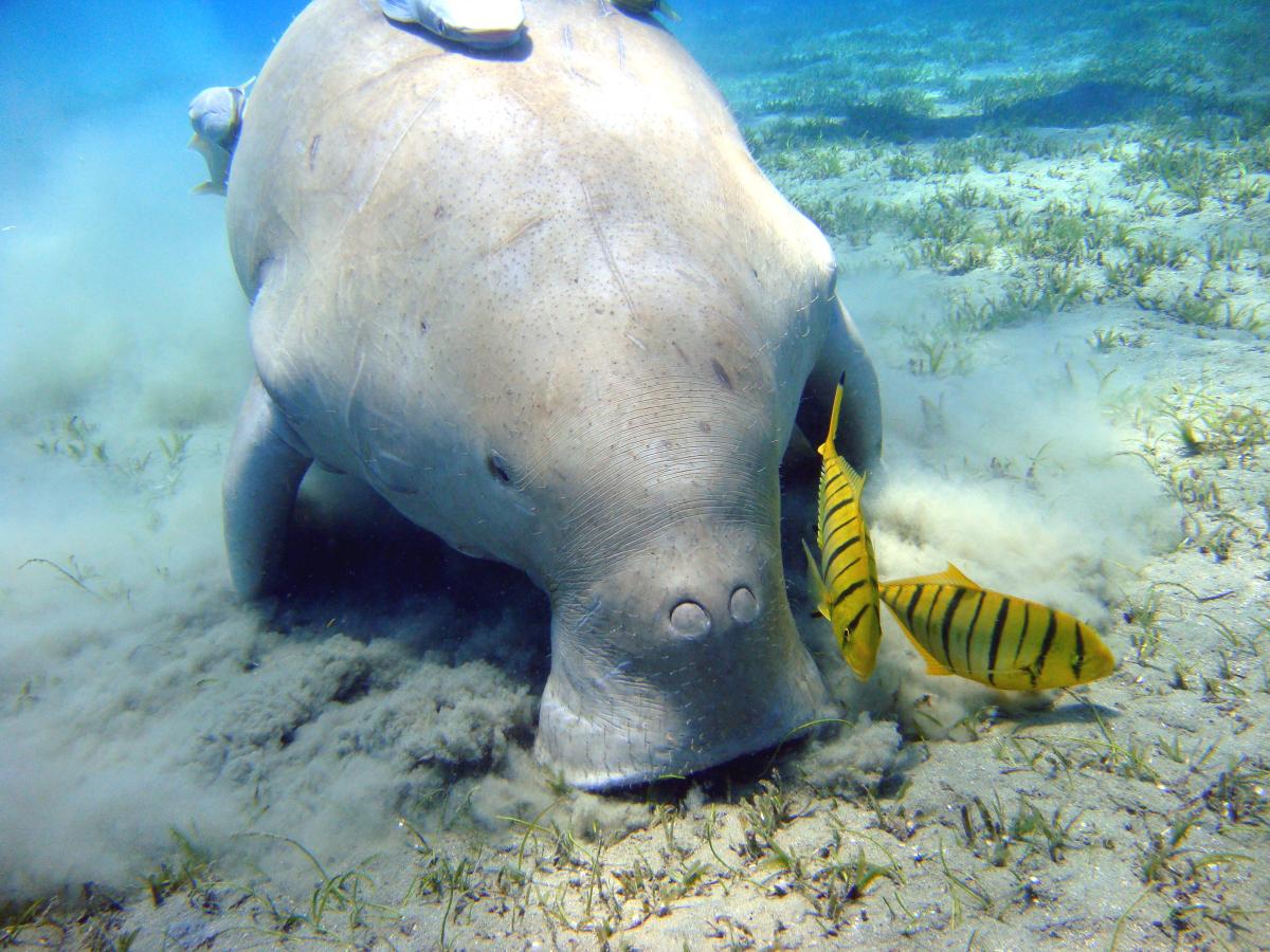 Un dugong au large de l'Egypte