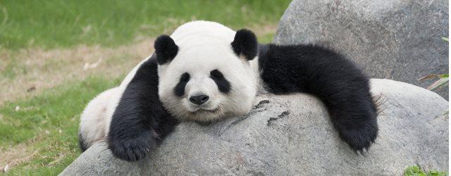 Un jeune panda découvre la neige pour la première fois