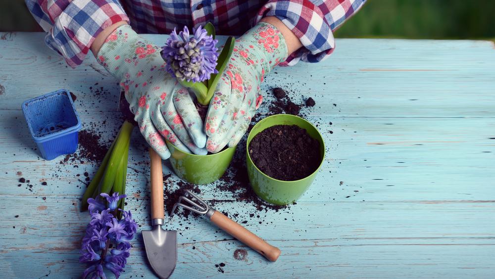 plantes fleur planter