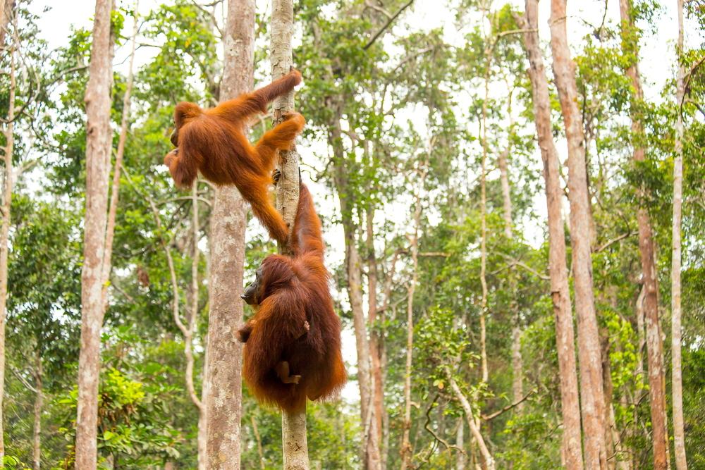 orang-outan forêt