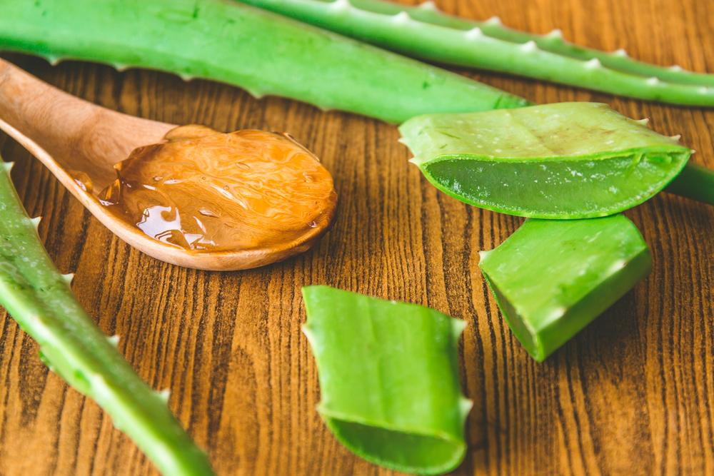 Feuilles d'Aloe vera