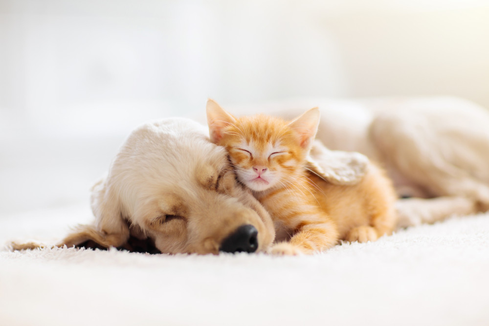 Animaux de compagnie VS sauvages : quelle(s) différence(s) ?