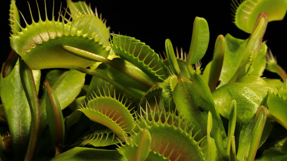Zoom sur les plantes carnivores !