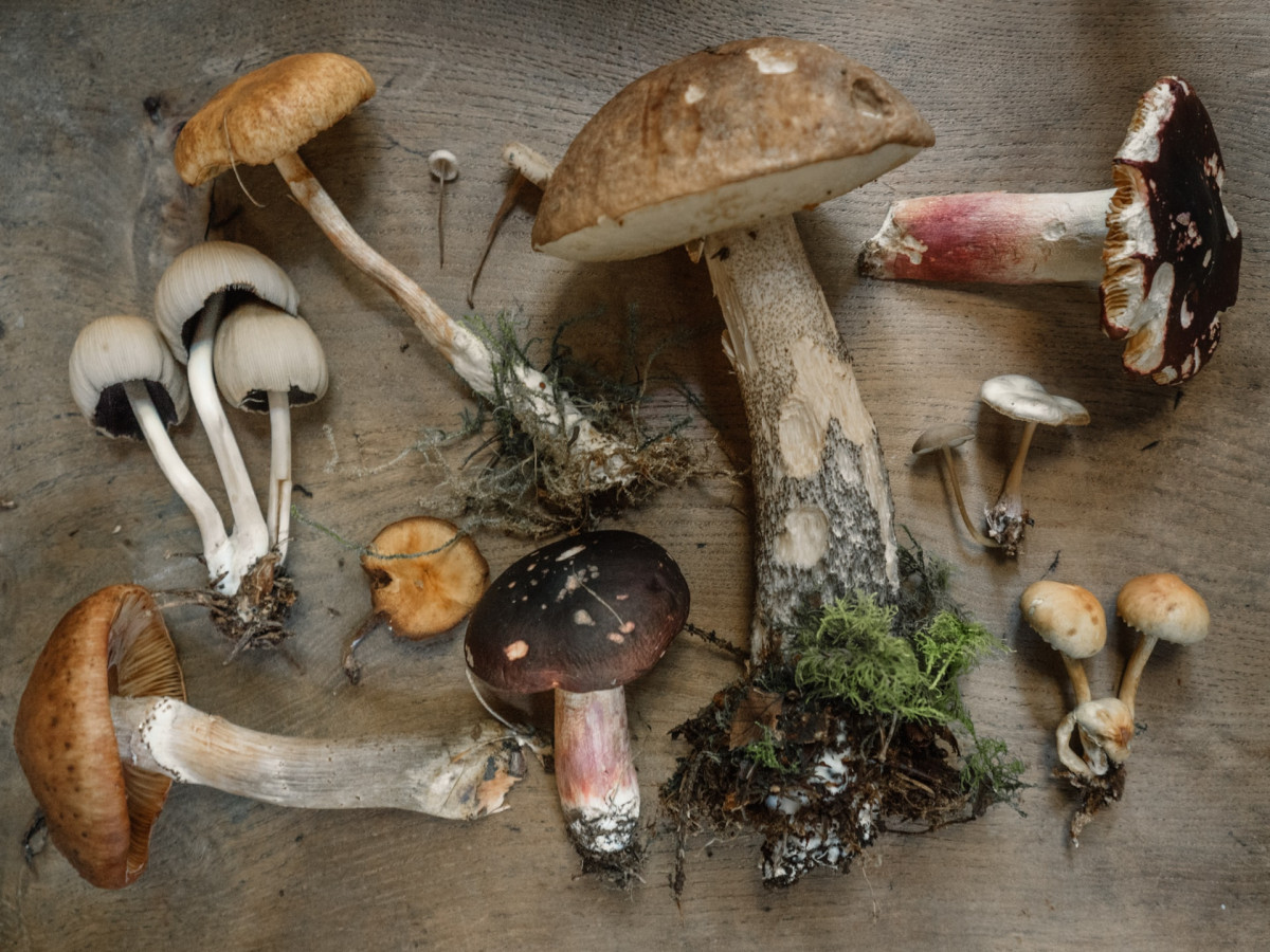 La chasse aux champignons est ouverte !