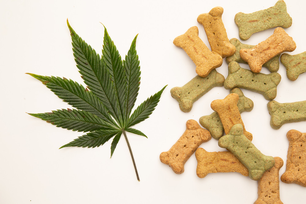 CBD animaux de compagnie
