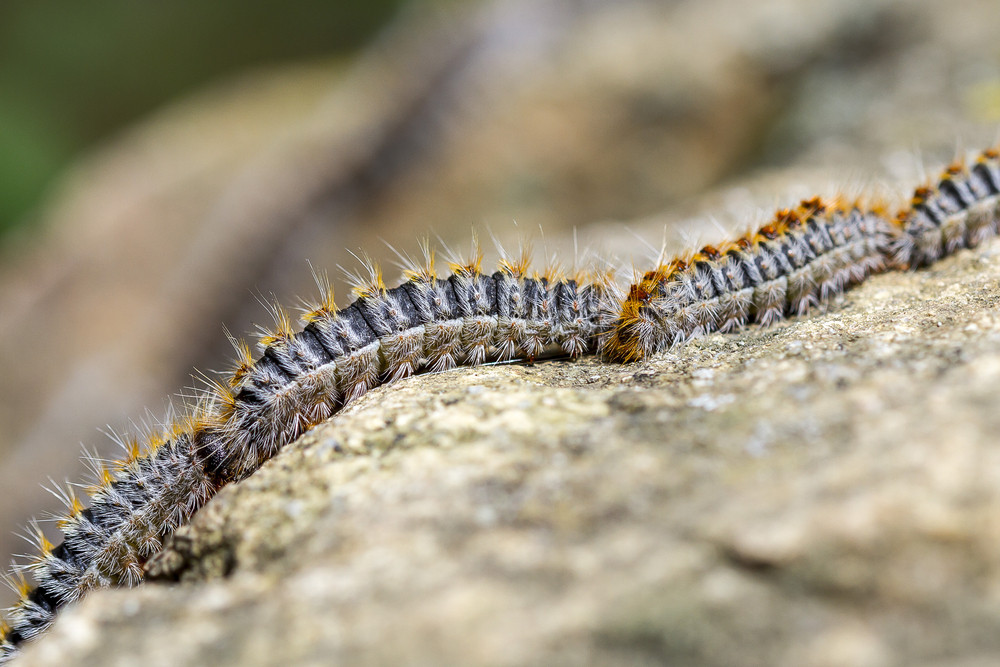 chenille