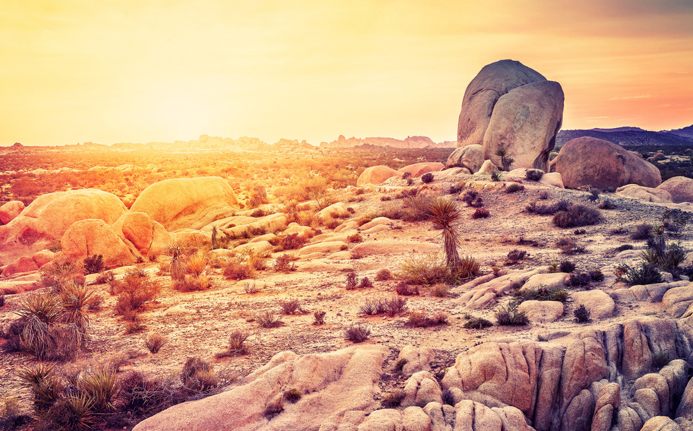 Désert de Joshua Tree