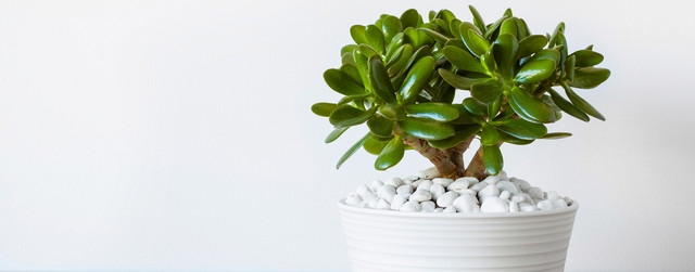 crassula