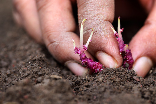 planter germe pomme de terre
