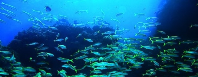 Venez nager avec un million de poissons !