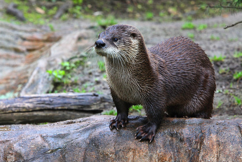 Loutre