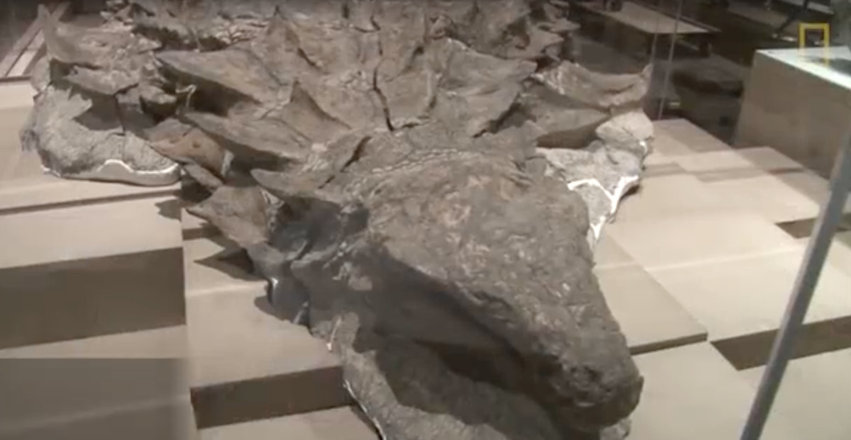 Dinosaure fossile