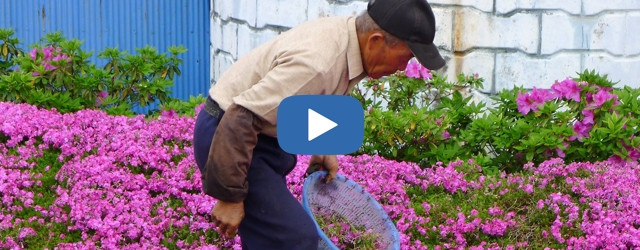 Une belle preuve d'amour remplie de fleurs