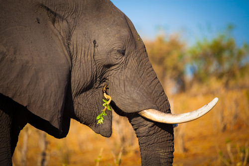 éléphant