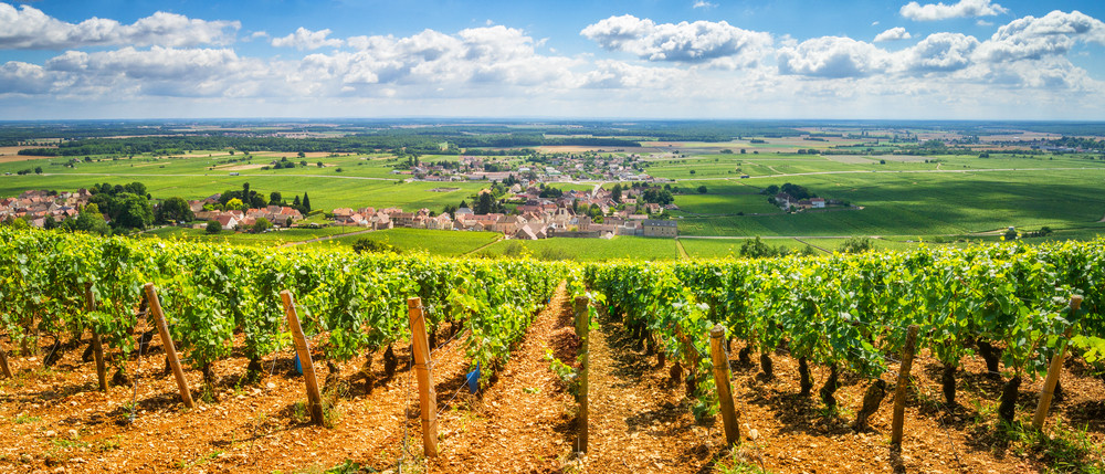 Le drone fait gagner du temps au viticulteur qui peut observer ses vignes sans se déplacer.