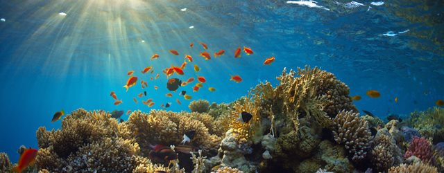 La Grande Barrière de corail transformée en déchetterie ?