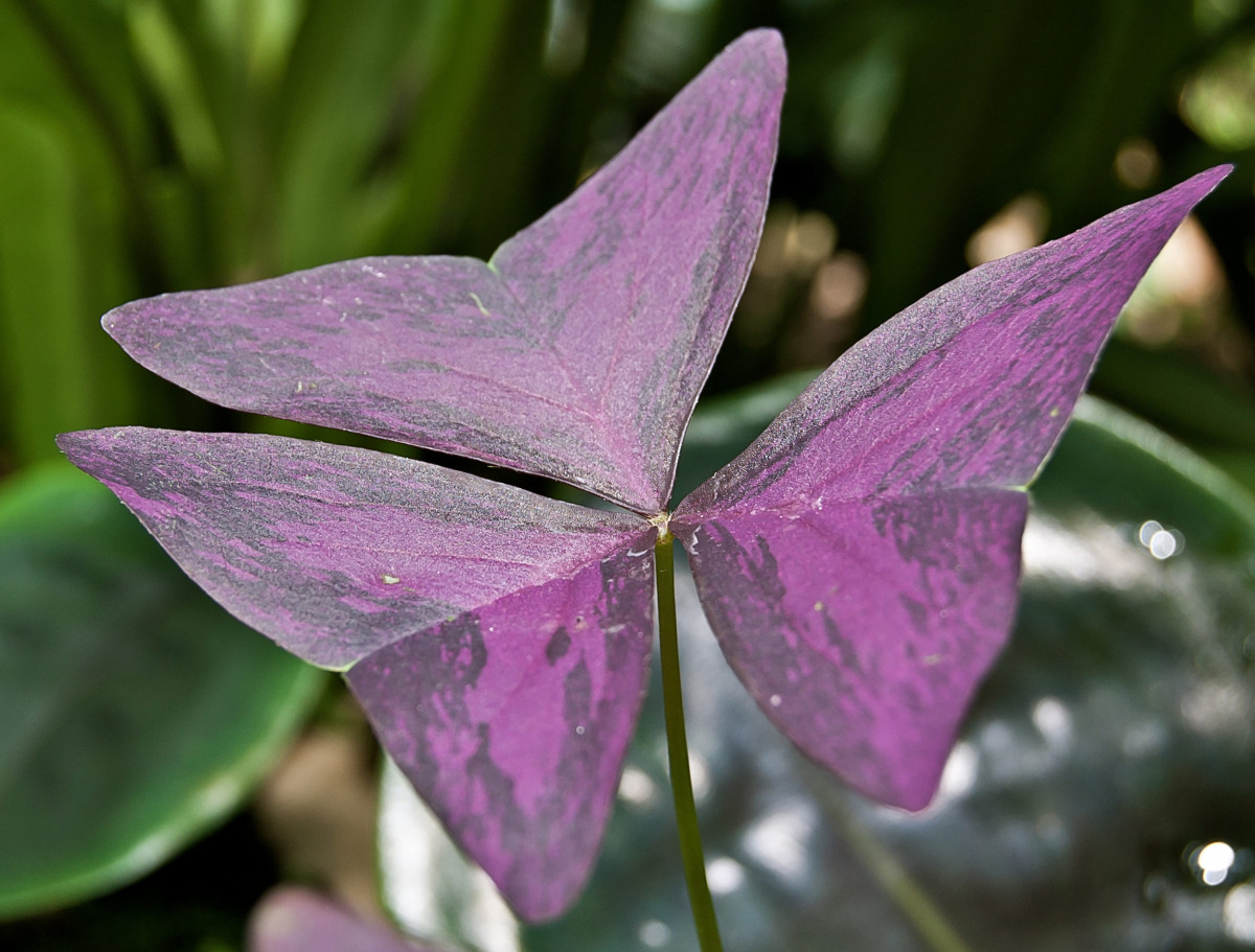 Oxalis Triangularis