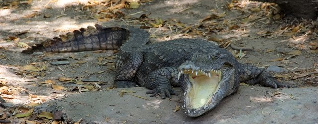 Des animaux s'échappent d'un zoo en Géorgie suite à des inondations !
