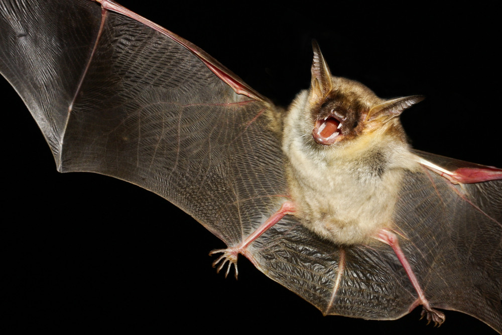 chauve-souris en vol