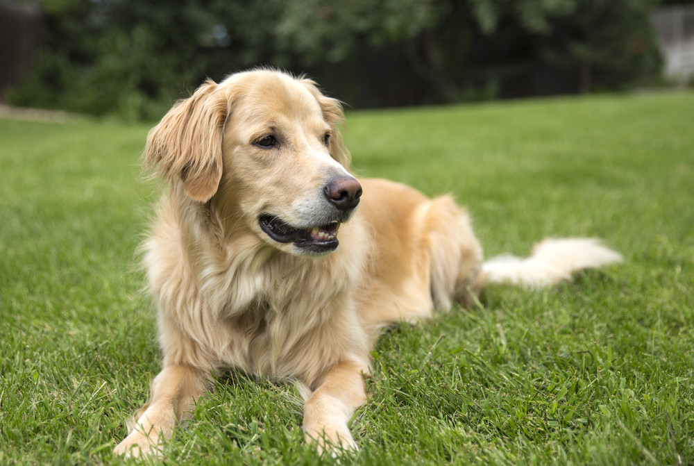 le chien sauve son maître