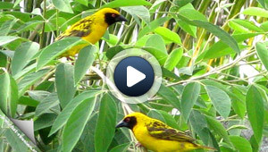 Le mystère des oiseaux morts atteint la Réunion