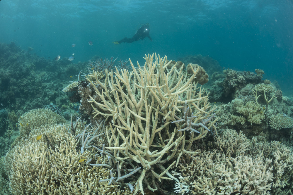 la Grande Barrière de Corail est menacée