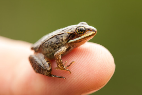 Des grenouilles miniatures découvertes en Inde (c) Shutterstock