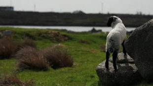 Un petit voyage en Irlande