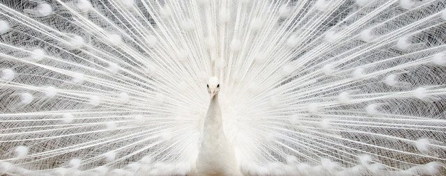 paon blanc