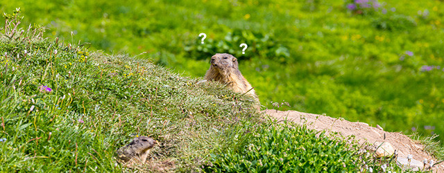 Une marmotte peut-elle prédire la météo ?