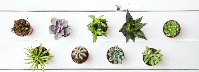 déco succulentes