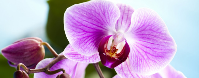 Orchidée