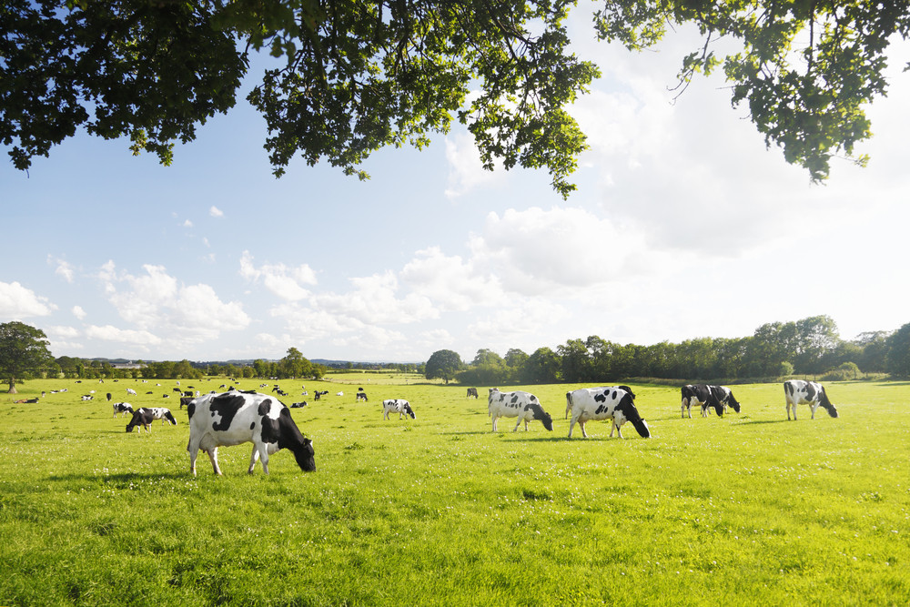 Mais de quoi sont mortes ces vaches ?