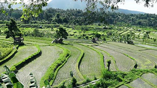 Why we love Bali